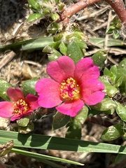 Portulaca