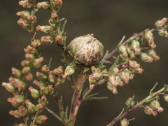 Rhopalomyia campestris