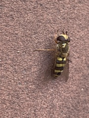 Metasyrphus
