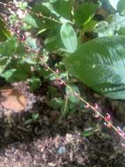 Persicaria filiformis