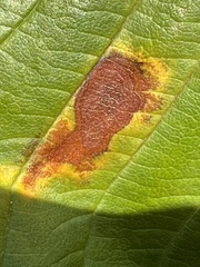 Phyllosticta sphaeropsoidea