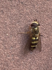 Metasyrphus