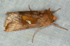 Autographa metallica