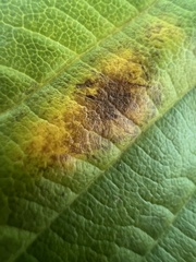 Phyllosticta sphaeropsoidea