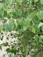 Betula