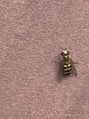 Metasyrphus