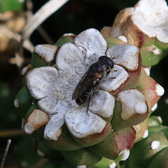 Eumerus