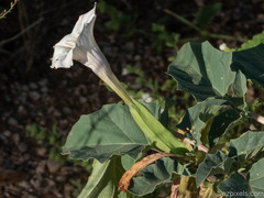 Datura discolor