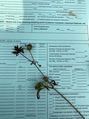 Bidens vulgata