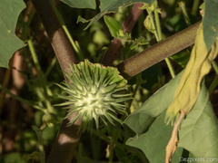 Datura discolor