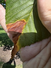 Phyllosticta sphaeropsoidea