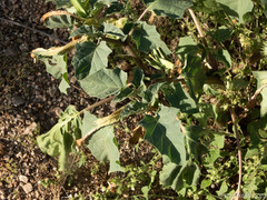 Datura discolor