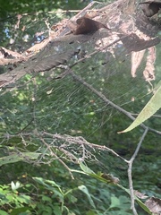 Frontinella pyramitela