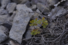 Spiraea hypericifolia obovata