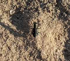 Cicindela ocellata