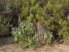 Datura discolor