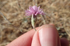 Lessingia hololeuca