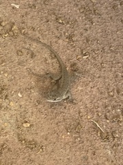 Sceloporus occidentalis