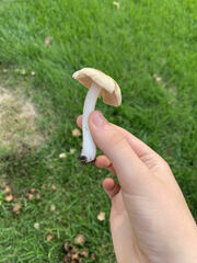 Agaricus californicus