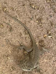 Sceloporus occidentalis