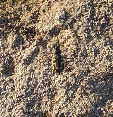 Cicindela hirticollis