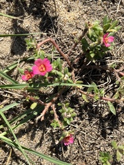 Portulaca