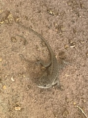 Sceloporus occidentalis