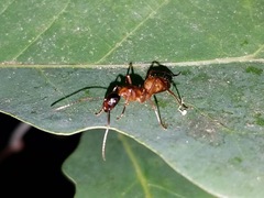 Camponotus americanus