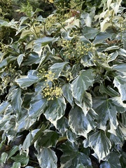 Apiales