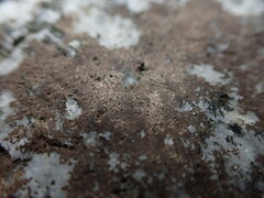 Arthonia phaeobaea