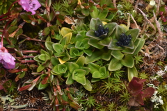 Gentiana glauca