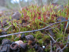 Ptychostomum capillare