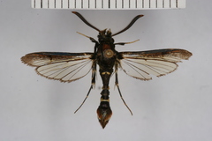 Aegerina ovinia