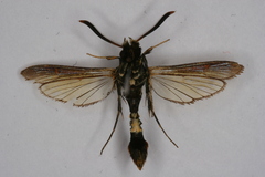 Aegerina ovinia
