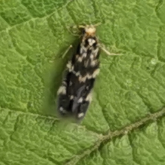 Hydroptilidae