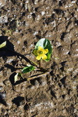 Caltha arctica