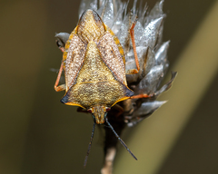 Carpocoris mediterraneus atlanticus