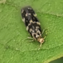 Hydroptilidae