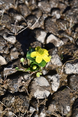 Caltha arctica