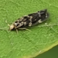 Hydroptilidae