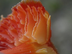 Hygrocybe