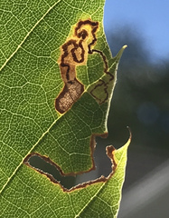 Stigmella