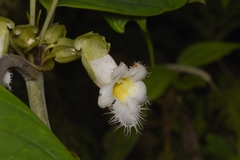 Drymonia brochidodroma