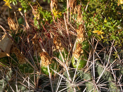 Ferocactus