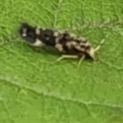 Hydroptilidae