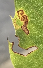Stigmella