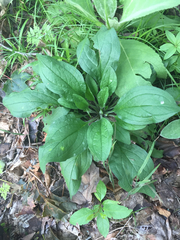 Cynoglossum officinale