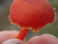Hygrocybe