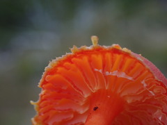 Hygrocybe