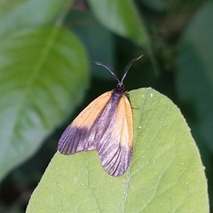 Pyromorpha dimidiata